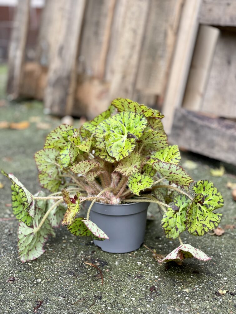 Zdjęcie rosliny doniczkowej Begonia foliage Lime Fever, ujęcie 3