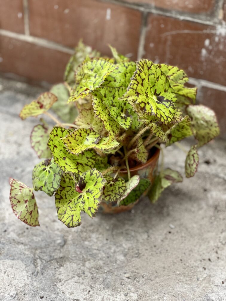 Zdjęcie rosliny doniczkowej Begonia foliage Lime Fever, ujęcie 4