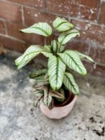 Zdjęcie rosliny doniczkowej Calathea majestica White Star (Kalatea), ujęcie 1