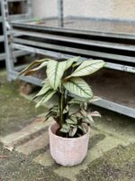 Zdjęcie rosliny doniczkowej Calathea majestica White Star (Kalatea), ujęcie 2