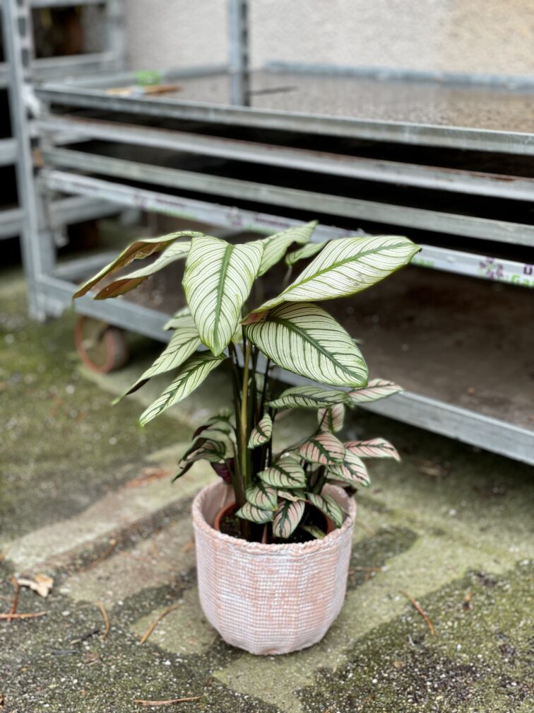 Zdjęcie rosliny doniczkowej Calathea majestica White Star (Kalatea), ujęcie 2