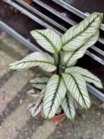 Zdjęcie rosliny doniczkowej Calathea majestica White Star (Kalatea), ujęcie 3