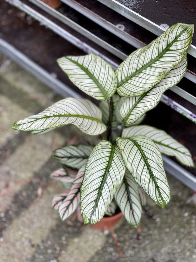 Zdjęcie rosliny doniczkowej Calathea majestica White Star (Kalatea), ujęcie 3