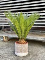 Zdjęcie rosliny doniczkowej Cycas Revoluta, ujęcie 1