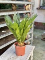 Zdjęcie rosliny doniczkowej Cycas Revoluta, ujęcie 2