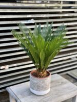 Zdjęcie rosliny doniczkowej Cycas Revoluta, ujęcie 3
