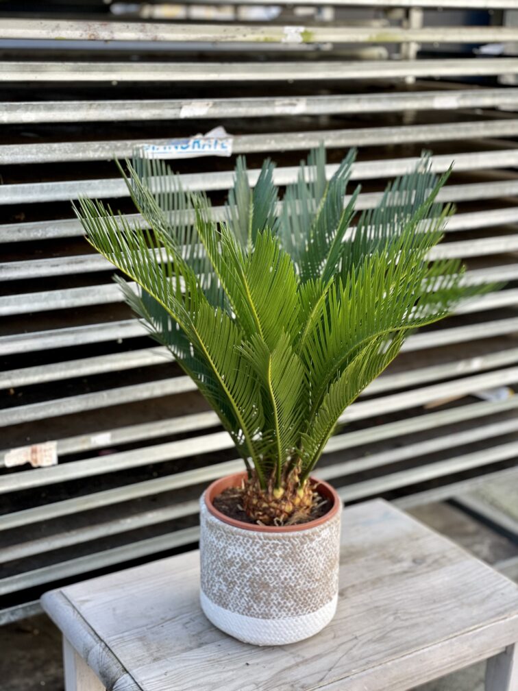 Zdjęcie rosliny doniczkowej Cycas Revoluta, ujęcie 3