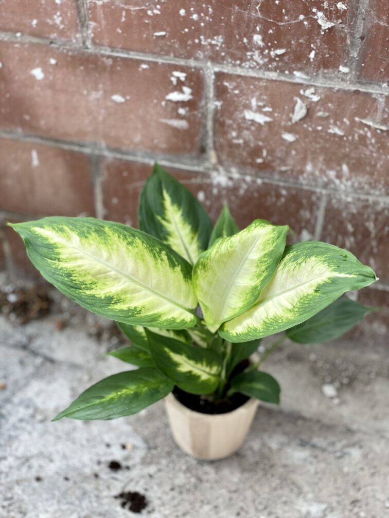 dieffenbachia-camilla_9x25-1_1665823810.jpg Zdjęcie rosliny doniczkowej Dieffenbachia Camilla, ujęcie 1
