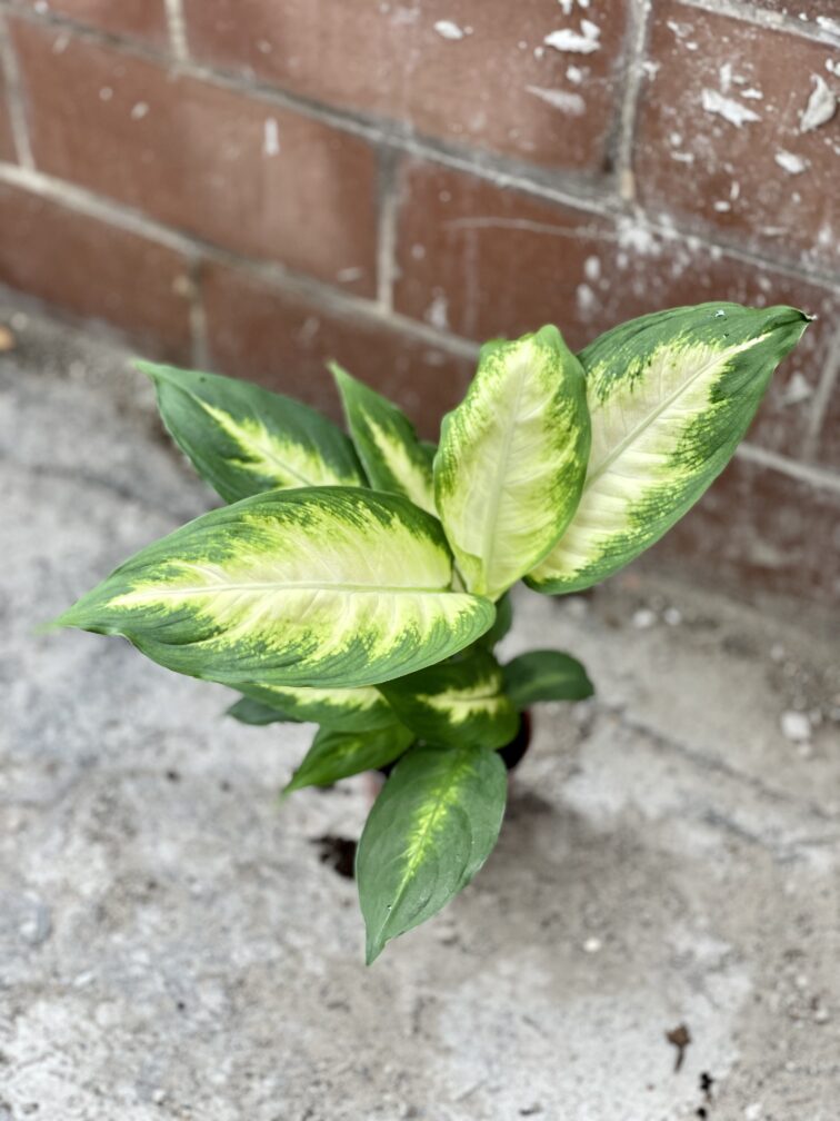 Zdjęcie rosliny doniczkowej Dieffenbachia Camilla, ujęcie 2