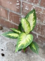 Zdjęcie rosliny doniczkowej Dieffenbachia Camilla, ujęcie 3