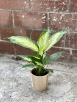 Zdjęcie rosliny doniczkowej Dieffenbachia Camilla, ujęcie 4