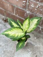 Zdjęcie rosliny doniczkowej Dieffenbachia Camilla, ujęcie 5