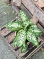Zdjęcie rosliny doniczkowej Dieffenbachia Compacta, ujęcie 1