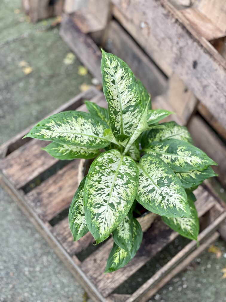 dieffenbachia-compacta_17x55-1_1666434416.jpg Zdjęcie rosliny doniczkowej Dieffenbachia Compacta, ujęcie 1