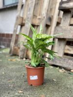 Zdjęcie rosliny doniczkowej Dieffenbachia Compacta, ujęcie 2