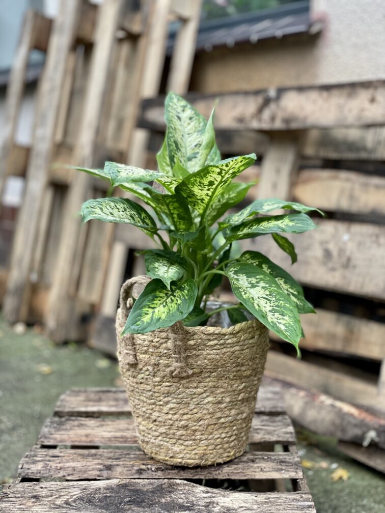 Zdjęcie rosliny doniczkowej Dieffenbachia Compacta, ujęcie 3