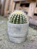 Zdjęcie rosliny doniczkowej Echinocactus grusonii, ujęcie 1