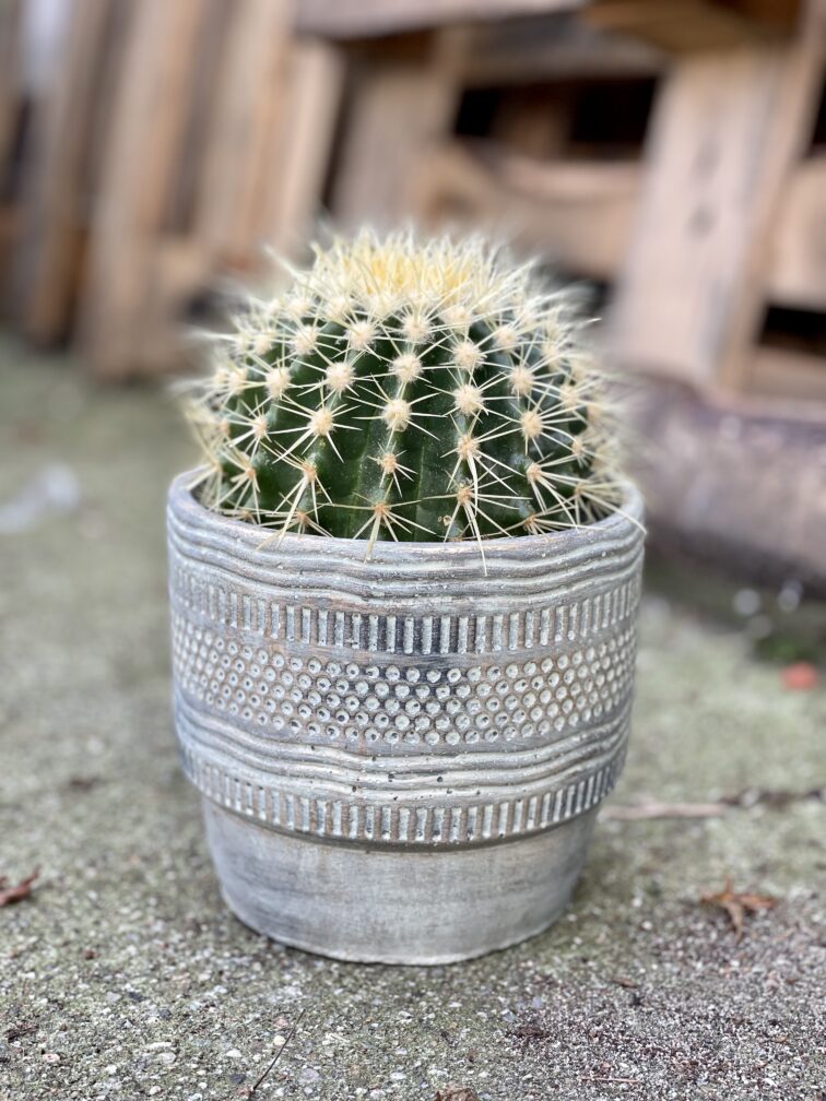 Zdjęcie rosliny doniczkowej Echinocactus grusonii, ujęcie 1
