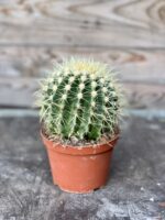 Zdjęcie rosliny doniczkowej Echinocactus grusonii, ujęcie 2