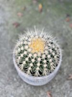 Zdjęcie rosliny doniczkowej Echinocactus grusonii, ujęcie 3
