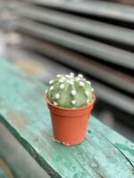 Zdjęcie rosliny doniczkowej Echinopsis oxygona, ujęcie 1