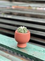 Zdjęcie rosliny doniczkowej Echinopsis oxygona, ujęcie 2
