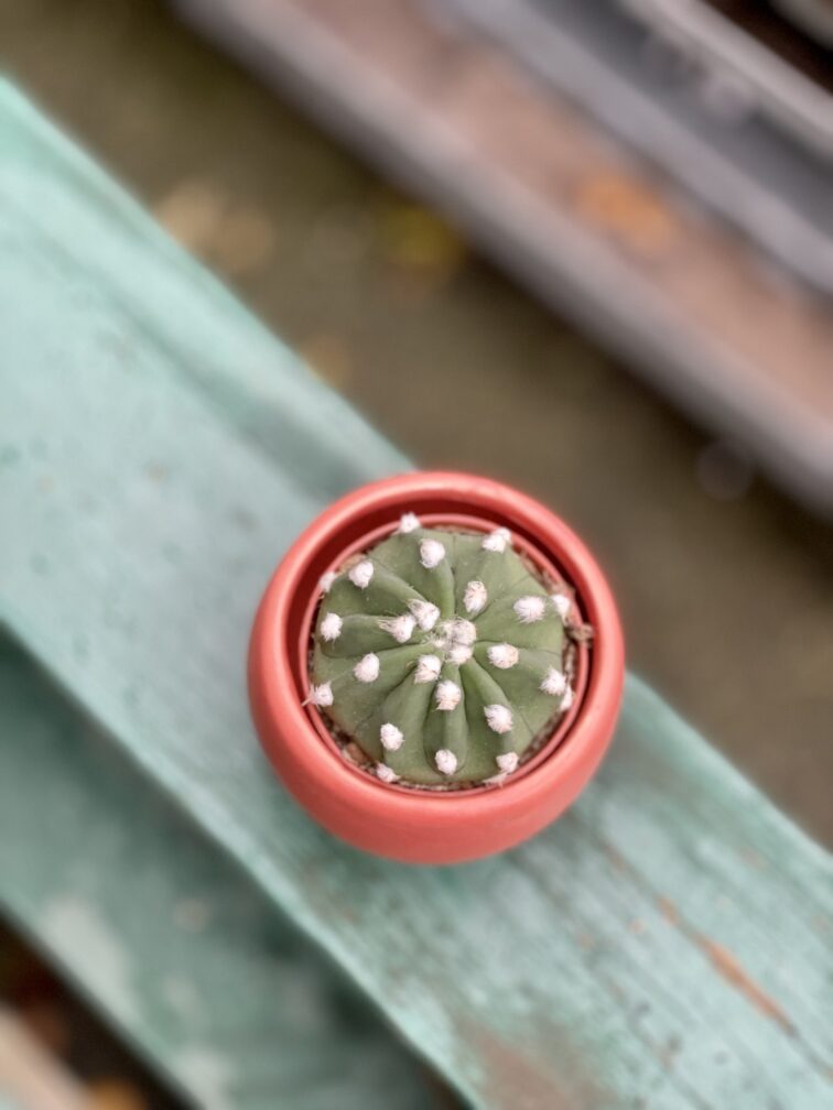 Zdjęcie rosliny doniczkowej Echinopsis oxygona, ujęcie 3