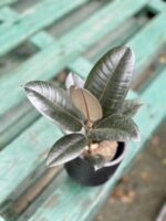 Zdjęcie rosliny doniczkowej Ficus elastica Abidjan, ujęcie 1