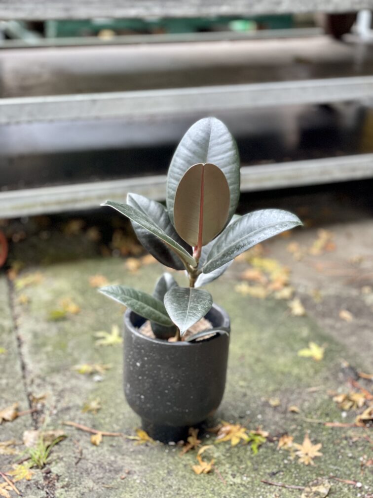 Zdjęcie rosliny doniczkowej Ficus elastica Abidjan, ujęcie 2