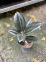 Zdjęcie rosliny doniczkowej Ficus elastica Abidjan, ujęcie 3