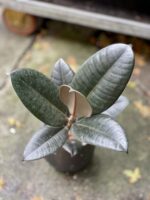 Zdjęcie rosliny doniczkowej Ficus elastica Abidjan, ujęcie 4