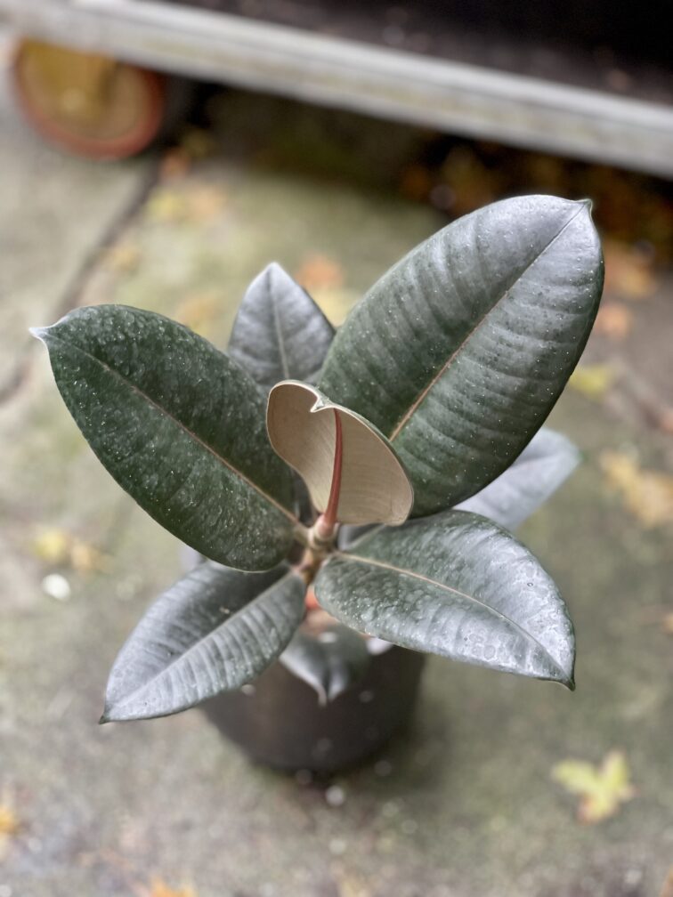 Zdjęcie rosliny doniczkowej Ficus elastica Abidjan, ujęcie 4