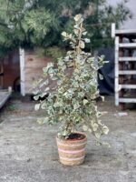 Zdjęcie rosliny doniczkowej Ficus triangularis "Sweet heart", ujęcie 1