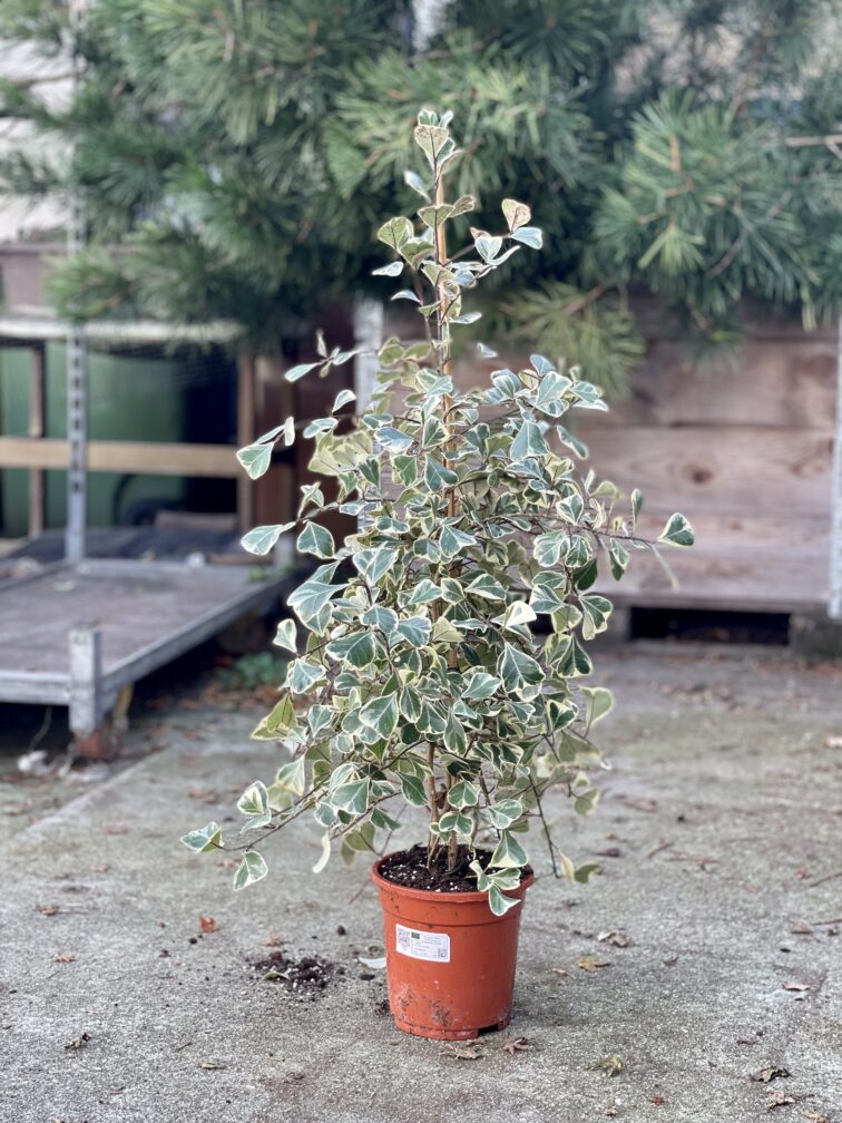 Zdjęcie rosliny doniczkowej Ficus triangularis "Sweet heart", ujęcie 2