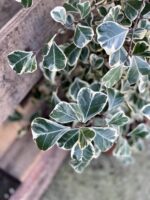 Zdjęcie rosliny doniczkowej Ficus triangularis "Sweet heart", ujęcie 3