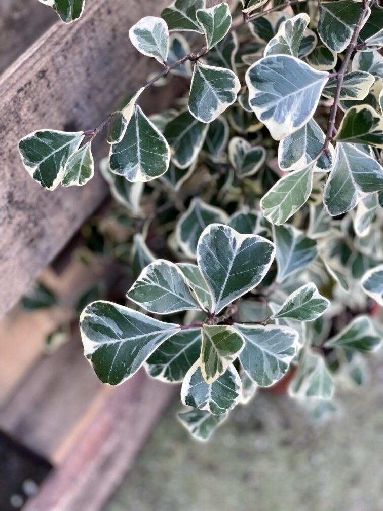 Zdjęcie rosliny doniczkowej Ficus triangularis "Sweet heart", ujęcie 3