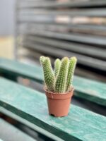 Zdjęcie rosliny doniczkowej Hildewintera aureispina, ujęcie 2
