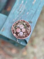Zdjęcie rosliny doniczkowej Lithops, ujęcie 1