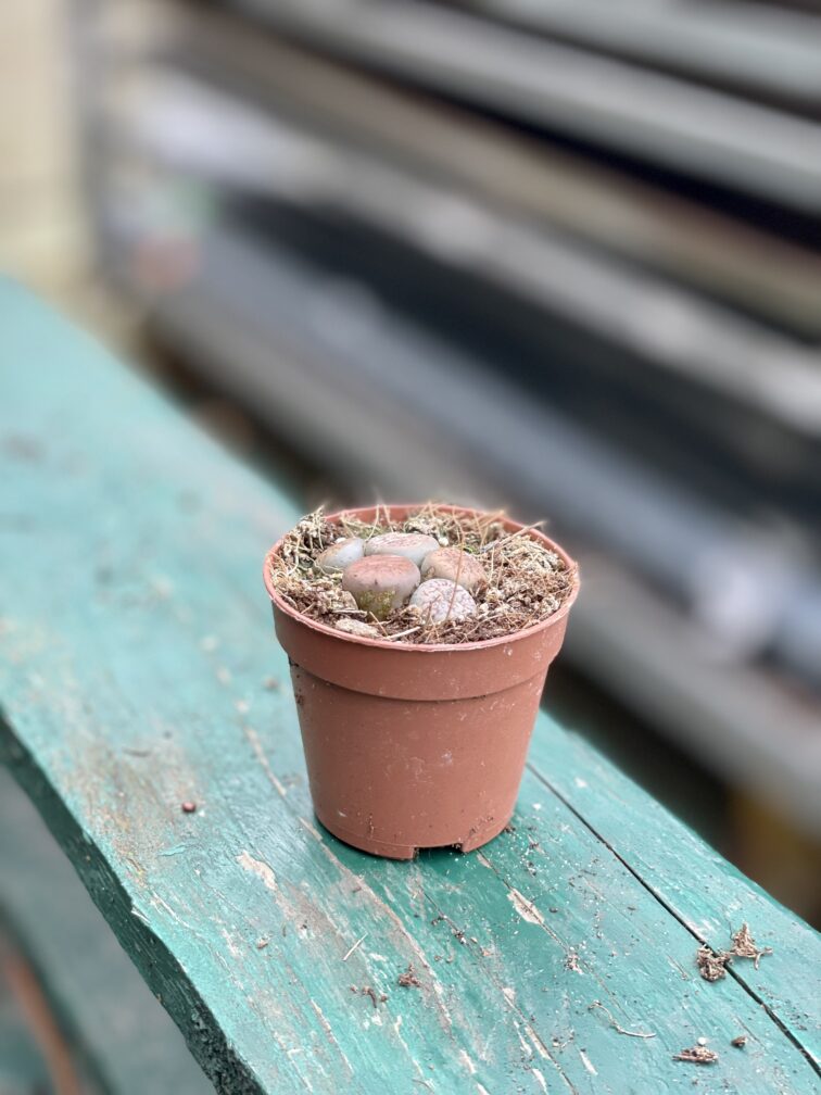 Zdjęcie rosliny doniczkowej Lithops, ujęcie 2