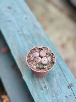 Zdjęcie rosliny doniczkowej Lithops, ujęcie 3