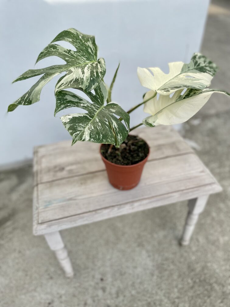 Zdjęcie rosliny doniczkowej Monstera deliciosa variegata, ujęcie 3