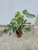 Zdjęcie rosliny doniczkowej Monstera deliciosa variegata, ujęcie 1