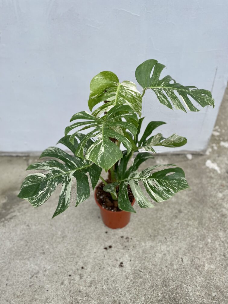 Zdjęcie rosliny doniczkowej Monstera deliciosa variegata, ujęcie 1