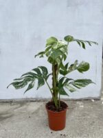 Zdjęcie rosliny doniczkowej Monstera deliciosa variegata, ujęcie 2