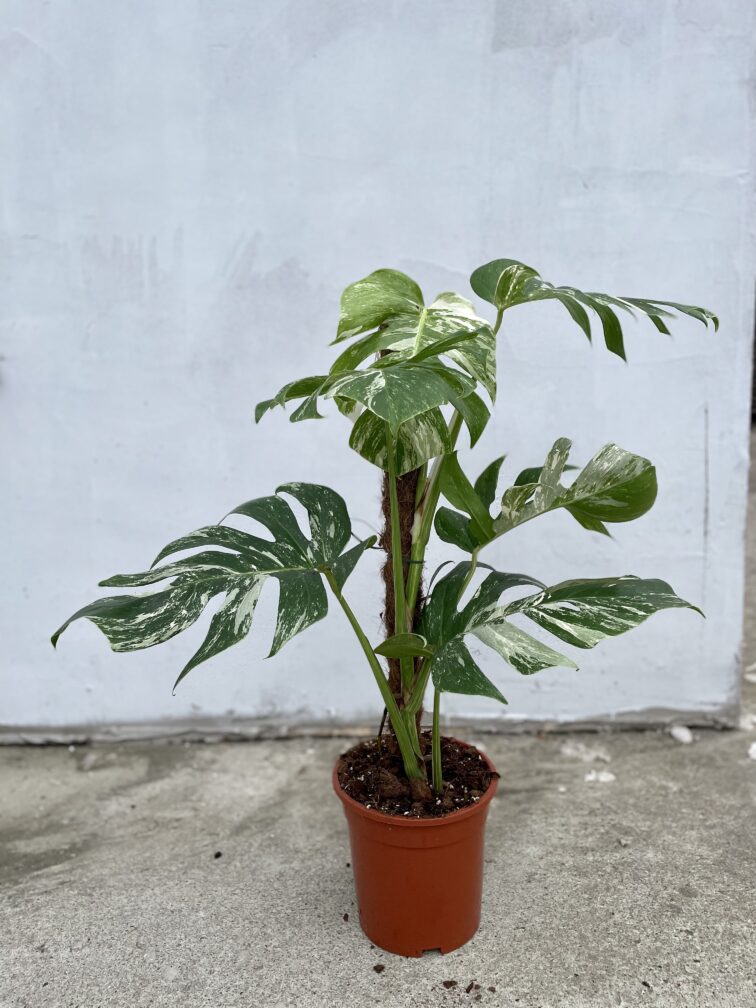 Zdjęcie rosliny doniczkowej Monstera deliciosa variegata, ujęcie 2