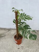 Zdjęcie rosliny doniczkowej Monstera deliciosa variegata, ujęcie 3