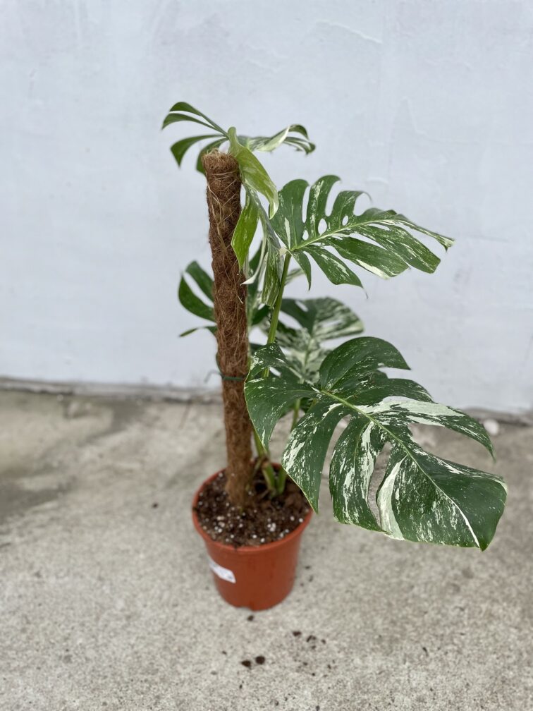 Zdjęcie rosliny doniczkowej Monstera deliciosa variegata, ujęcie 3