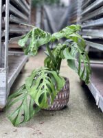 Zdjęcie rosliny doniczkowej Monstera Esqueleto, ujęcie 1