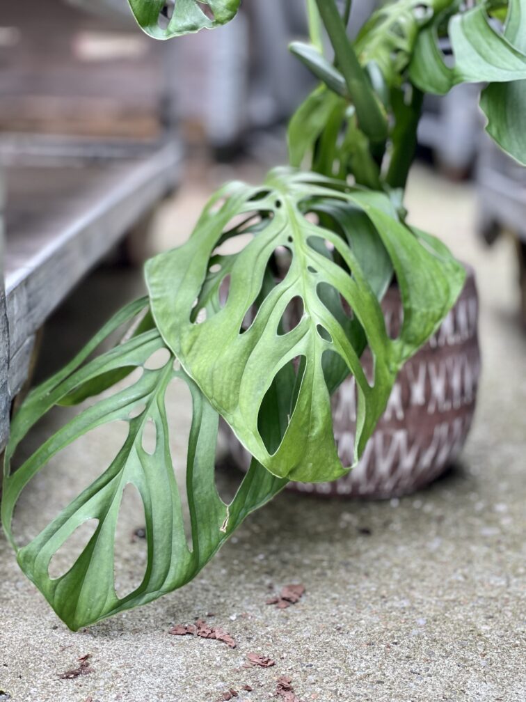Zdjęcie rosliny doniczkowej Monstera Esqueleto, ujęcie 2