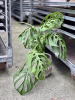 Zdjęcie rosliny doniczkowej Monstera Esqueleto, ujęcie 3